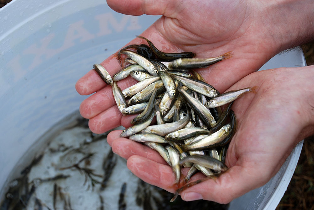 Apel za spas Prikanca u Mostarskom blatu